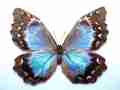 Morpho didius female (aberration - partial wing expansion) (Internet Image property of respective owner, non-commercial use only)
